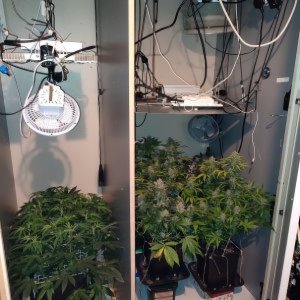 Chwastuho Grow Pic