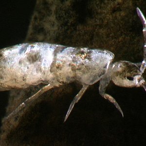 collembola_arthropleona.jpg