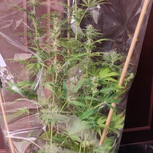 amnesia xxl auto 3.jpeg