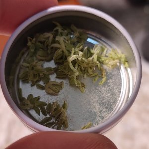 pyłek amnesia xxl.jpeg