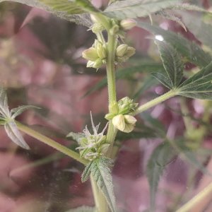 jaja otwieranie.jpeg