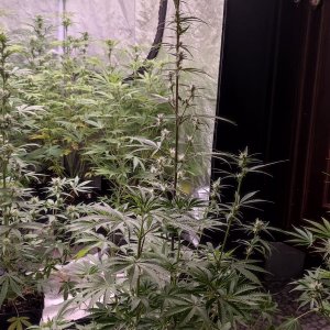 strawberry dick haze auto.jpeg