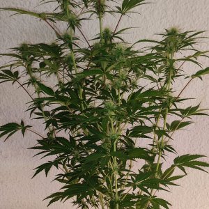 sour diesle auro zapylanuie.jpeg