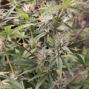 zapylanie  malawi auto.jpeg