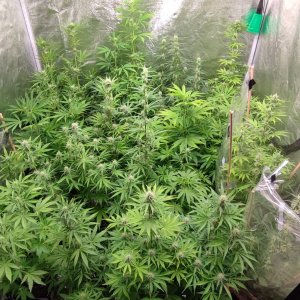 automaty pylenie.jpeg