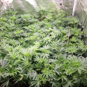 rodzinka 1,5 x 1,5.jpeg