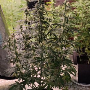 cookies x g13 haze.jpeg