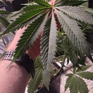 besti haze 3 hehe.jpeg