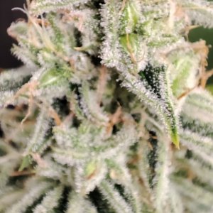 sour diesel af 2.jpeg