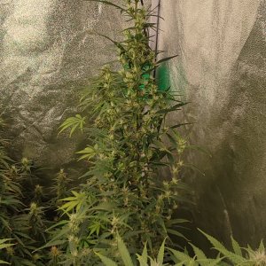 str mang haze auto 3.jpeg