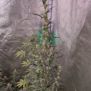 str mang haze auto 2.jpeg