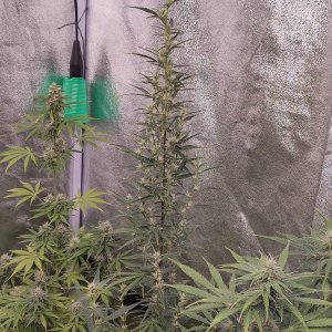 str mang haze auto.jpeg