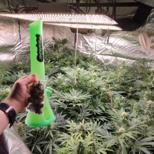 bonio wali w łeb.jpeg