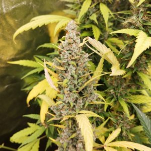 starwberry pie nesia 2.jpeg