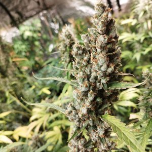 strawebrryb pienesia.jpeg