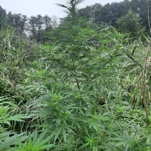 guerila gold 3  fast gnomes