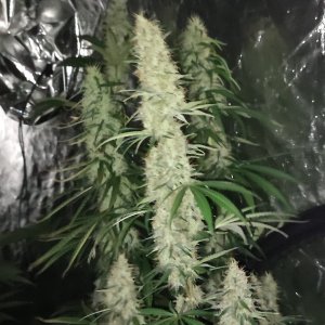 M.a.c burger og fast .jpg