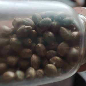 Zdjęcie WhatsApp.jpg