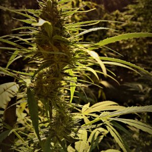 nDH4t4QDatPcZsfBoUuC_06_b64769c4afe4994cd0aeac5a6be3b9d2_image (2).jpg