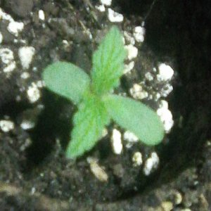 hazeberry af 2 dzień