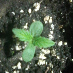 hazeberry af 2 dzień