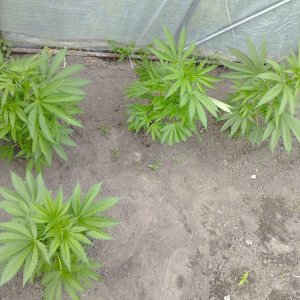 4 x Og kush reg