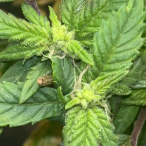 IMG_2717.jpeg