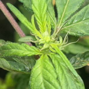 IMG_2715.jpeg