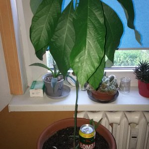 IMG_20250630_194421.jpg