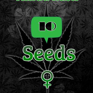 Marijuana cannabis party flyer template - Wykonano za pomoc PosterMyWall (2).jpg