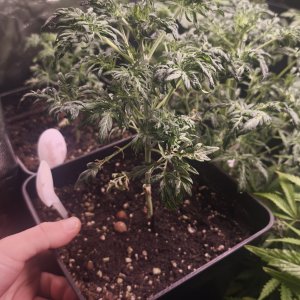 Auto freak show damka