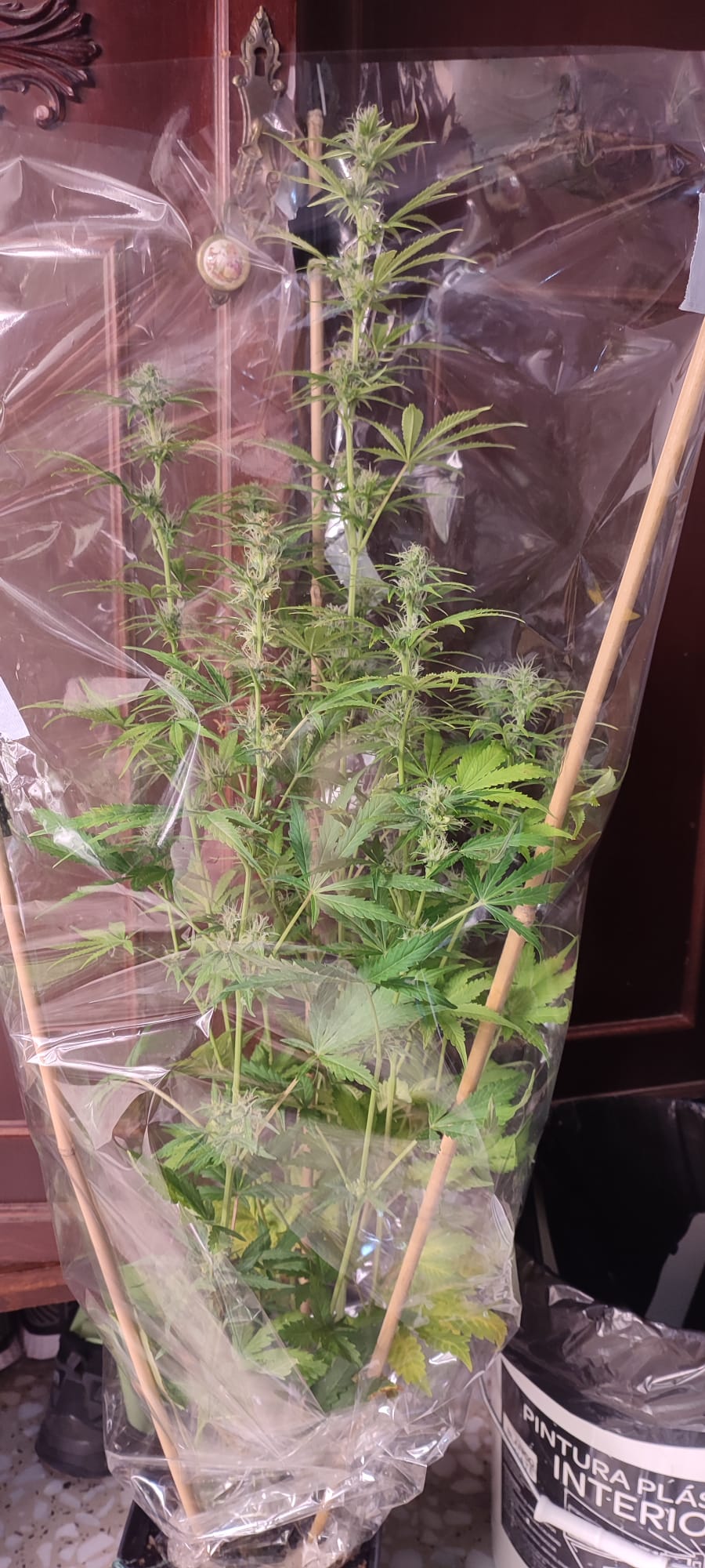 amnesia xxl auto 3.jpeg