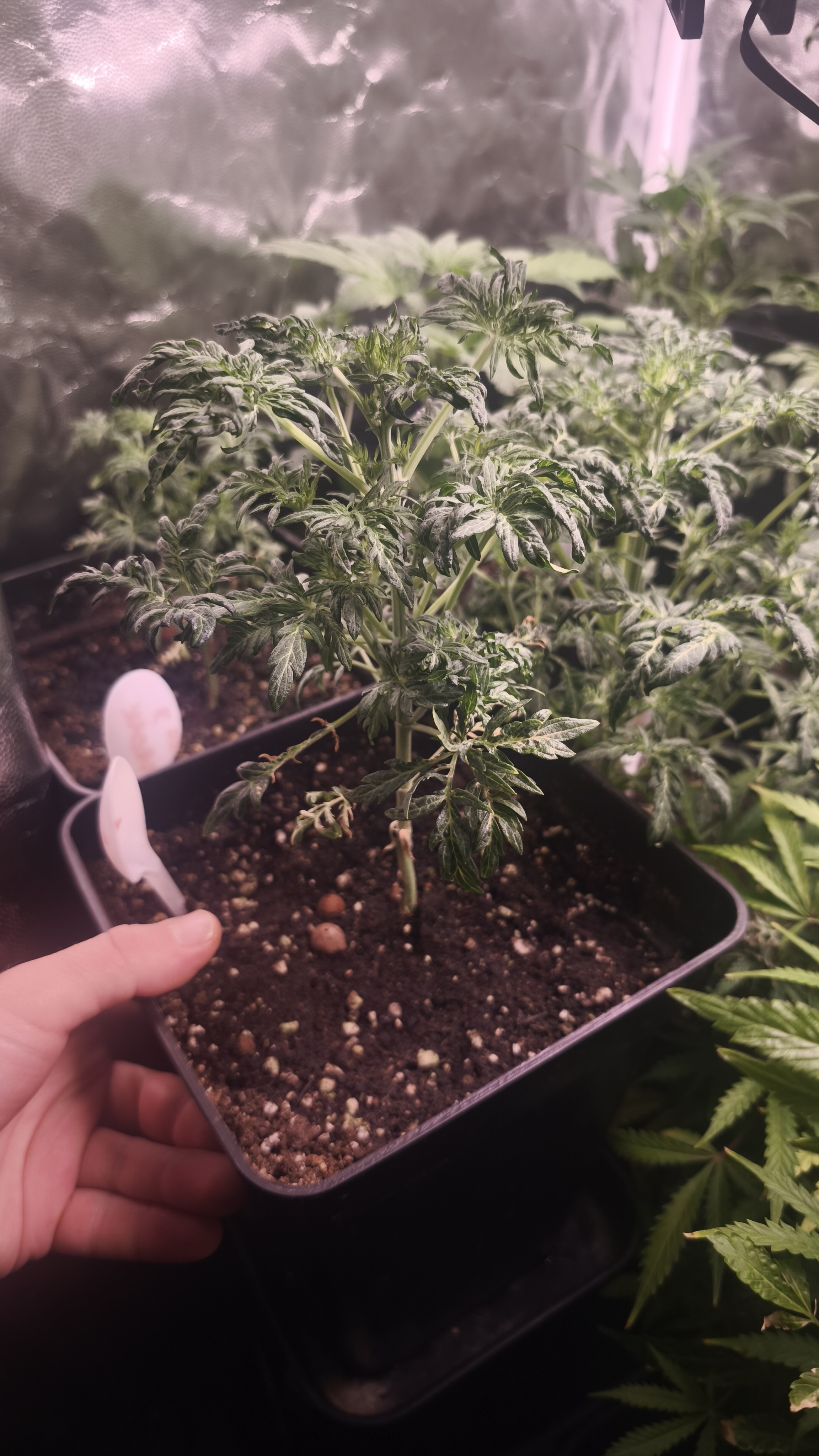 Auto freak show damka