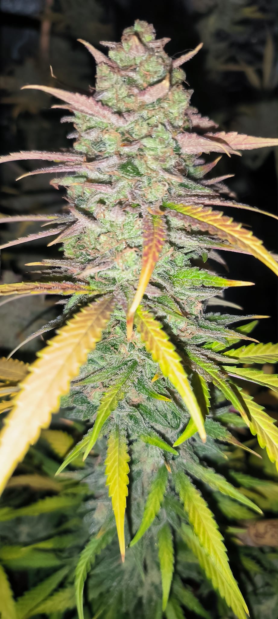 auto sour forum stomper 2.jpg