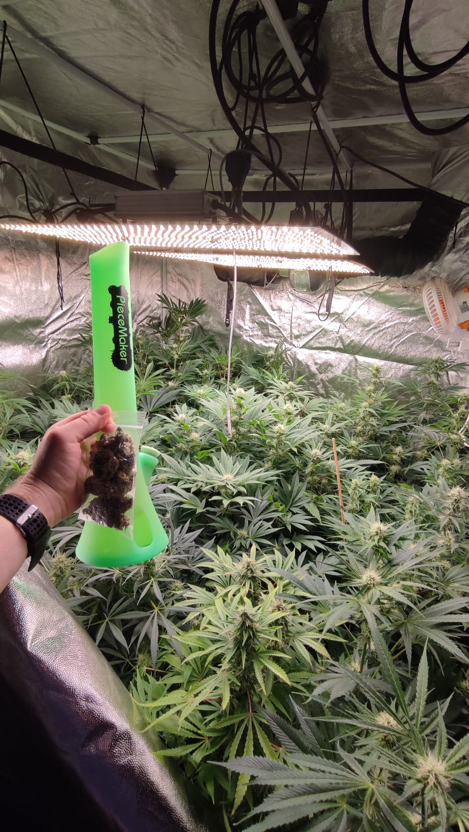 bonio wali w łeb.jpeg