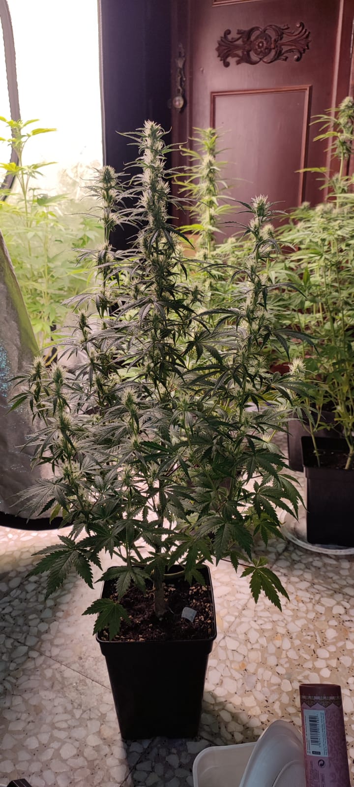 cookies x g13 haze.jpeg