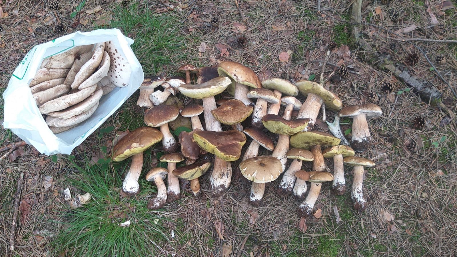 Grzyby.jpg