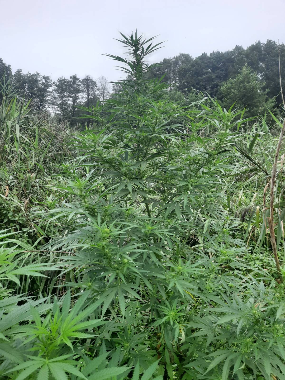 guerila gold 3  fast gnomes