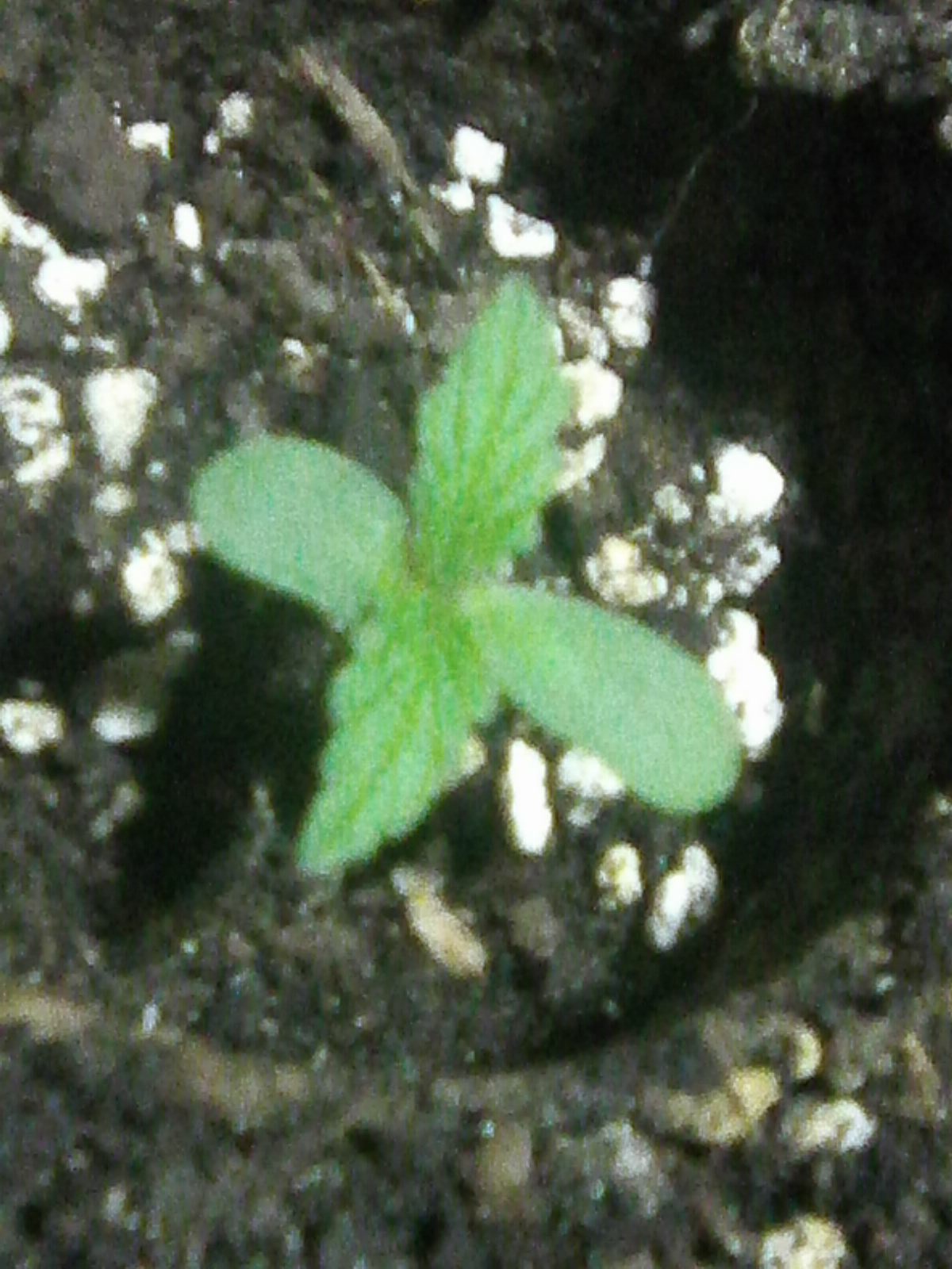 hazeberry af 2 dzień