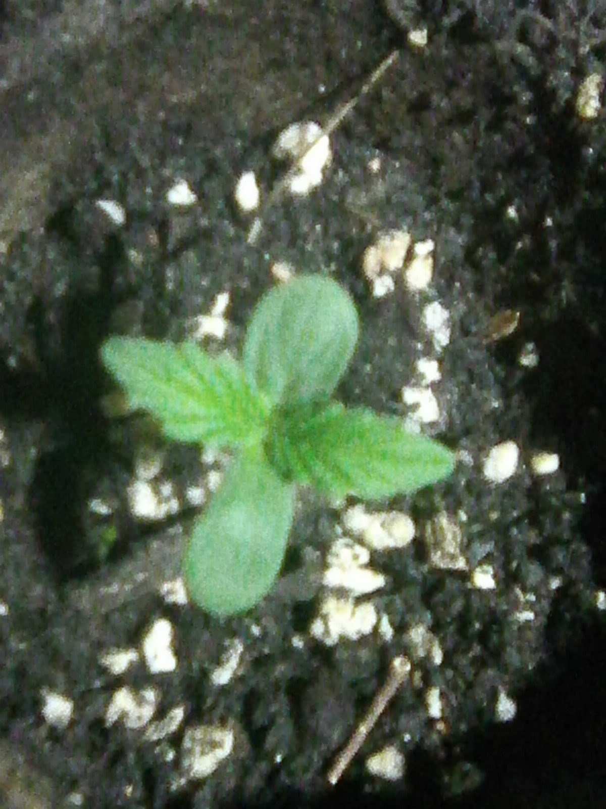 hazeberry af 2 dzień