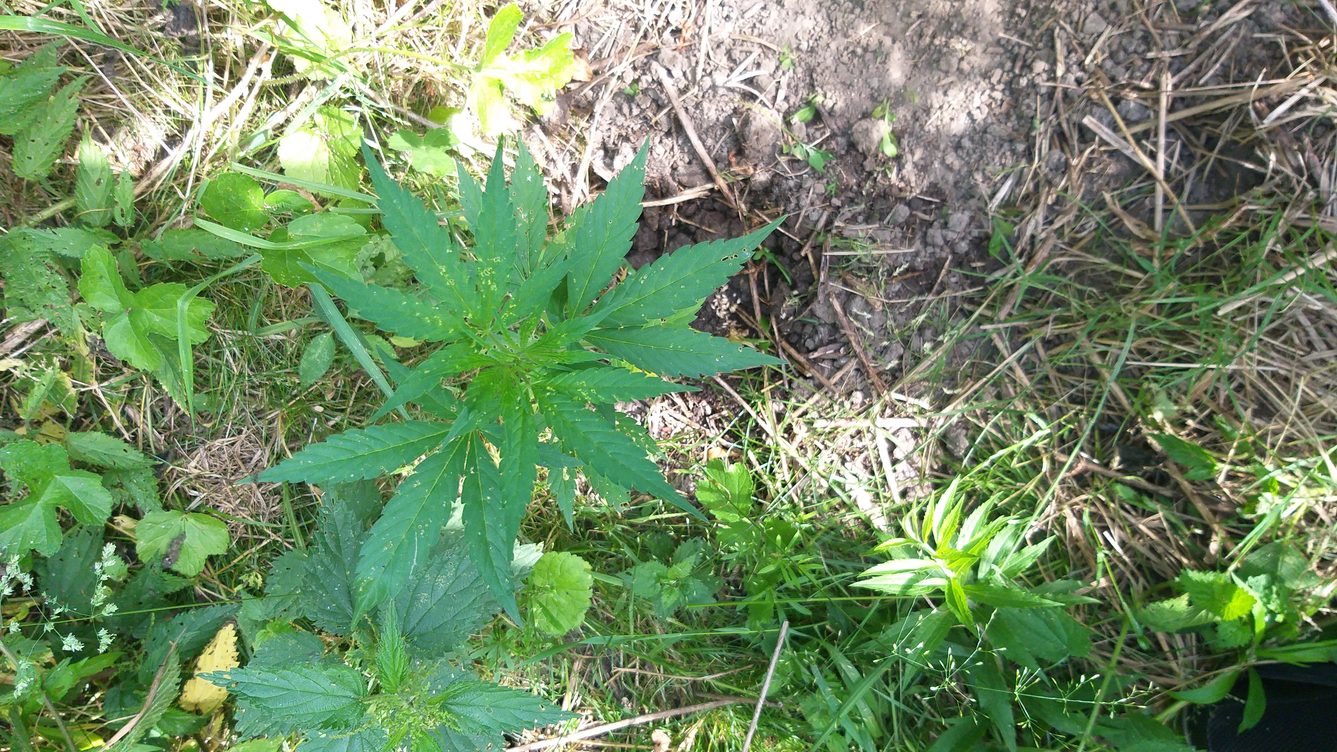 IMG_20250706_090413.jpg