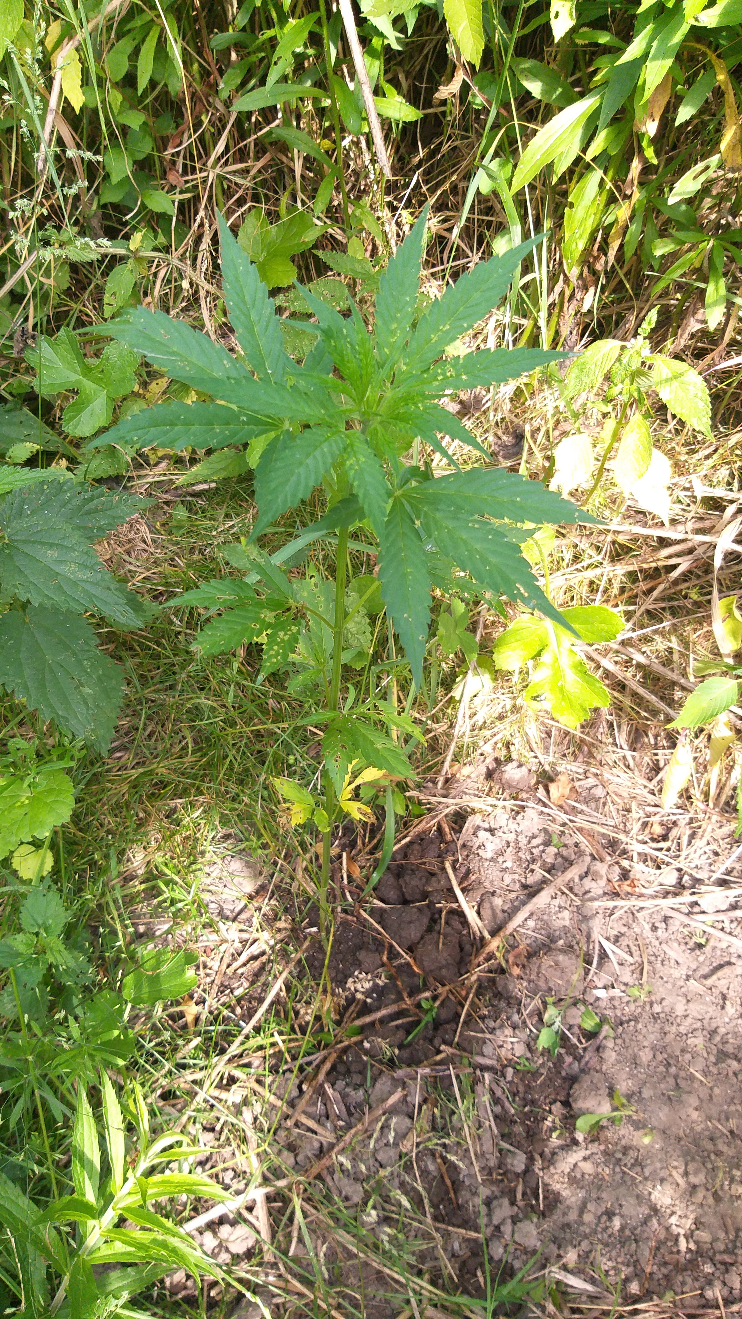 IMG_20250706_090500.jpg