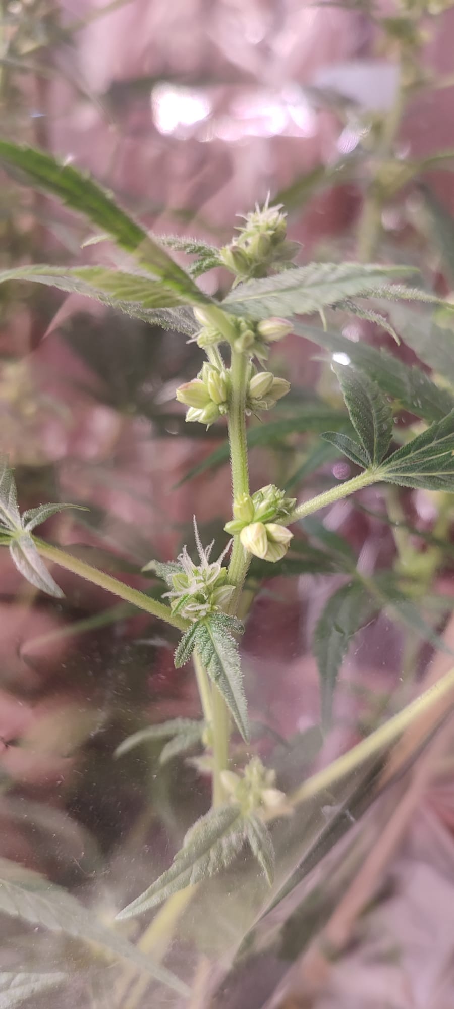 jaja otwieranie.jpeg