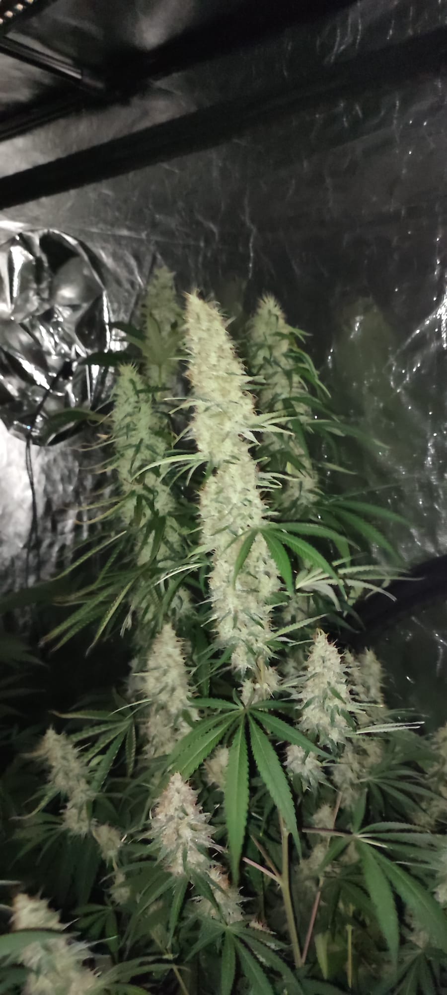 M.a.c burger og fast .jpg