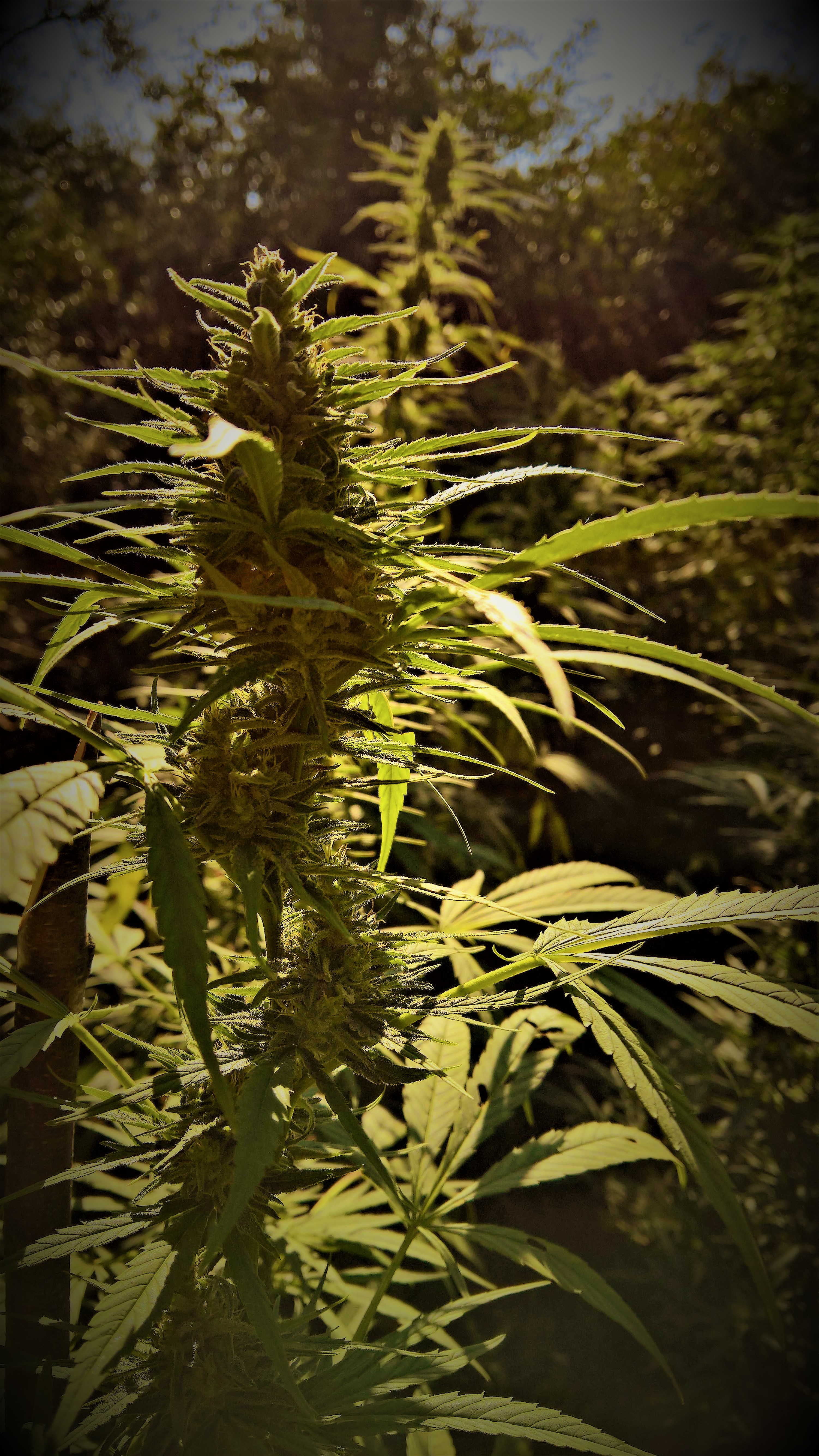 nDH4t4QDatPcZsfBoUuC_06_b64769c4afe4994cd0aeac5a6be3b9d2_image (2).jpg