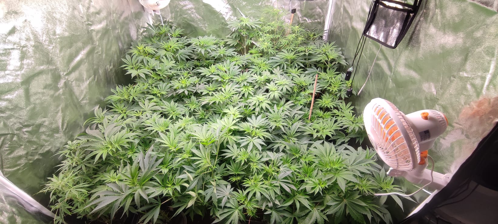 rodzinka 1,5 x 1,5.jpeg