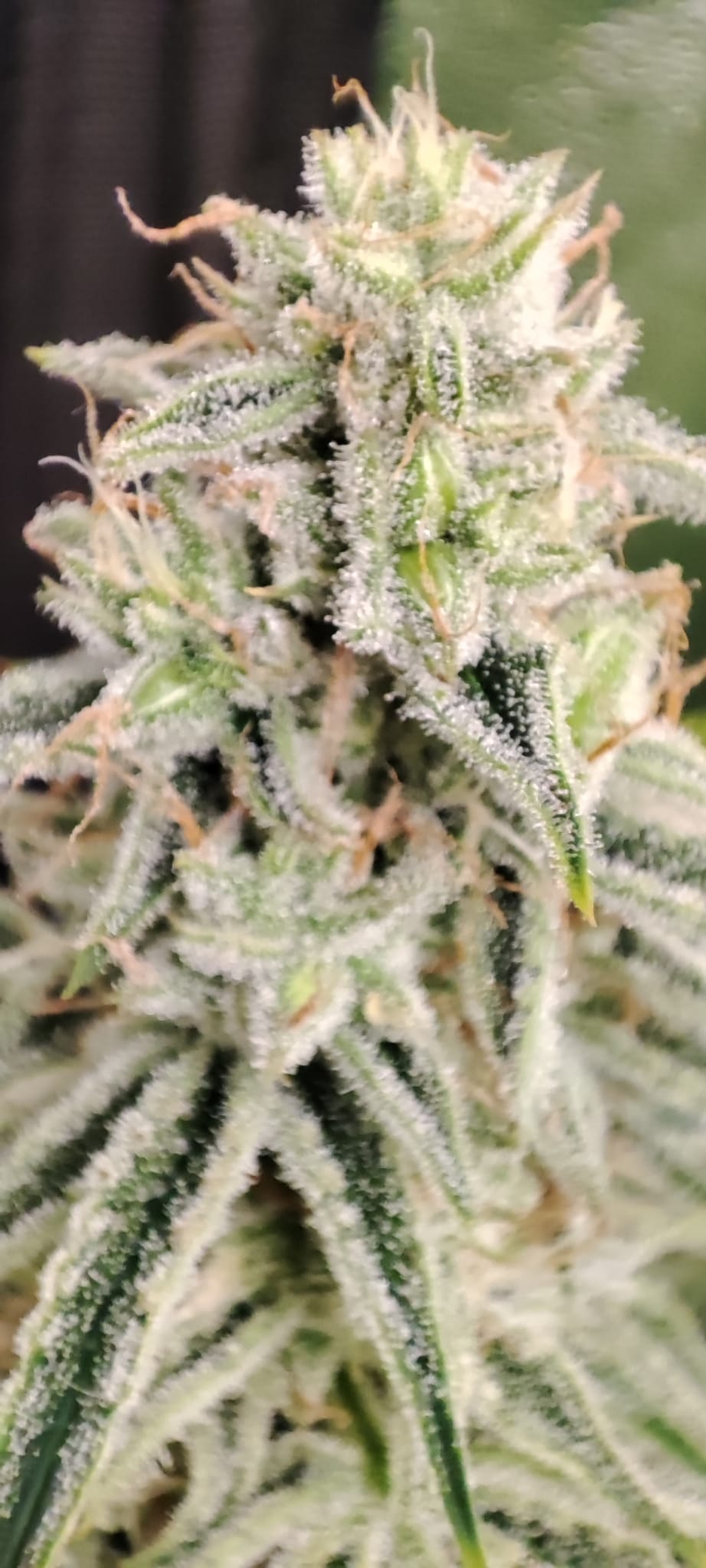 sour diesel af 2.jpeg