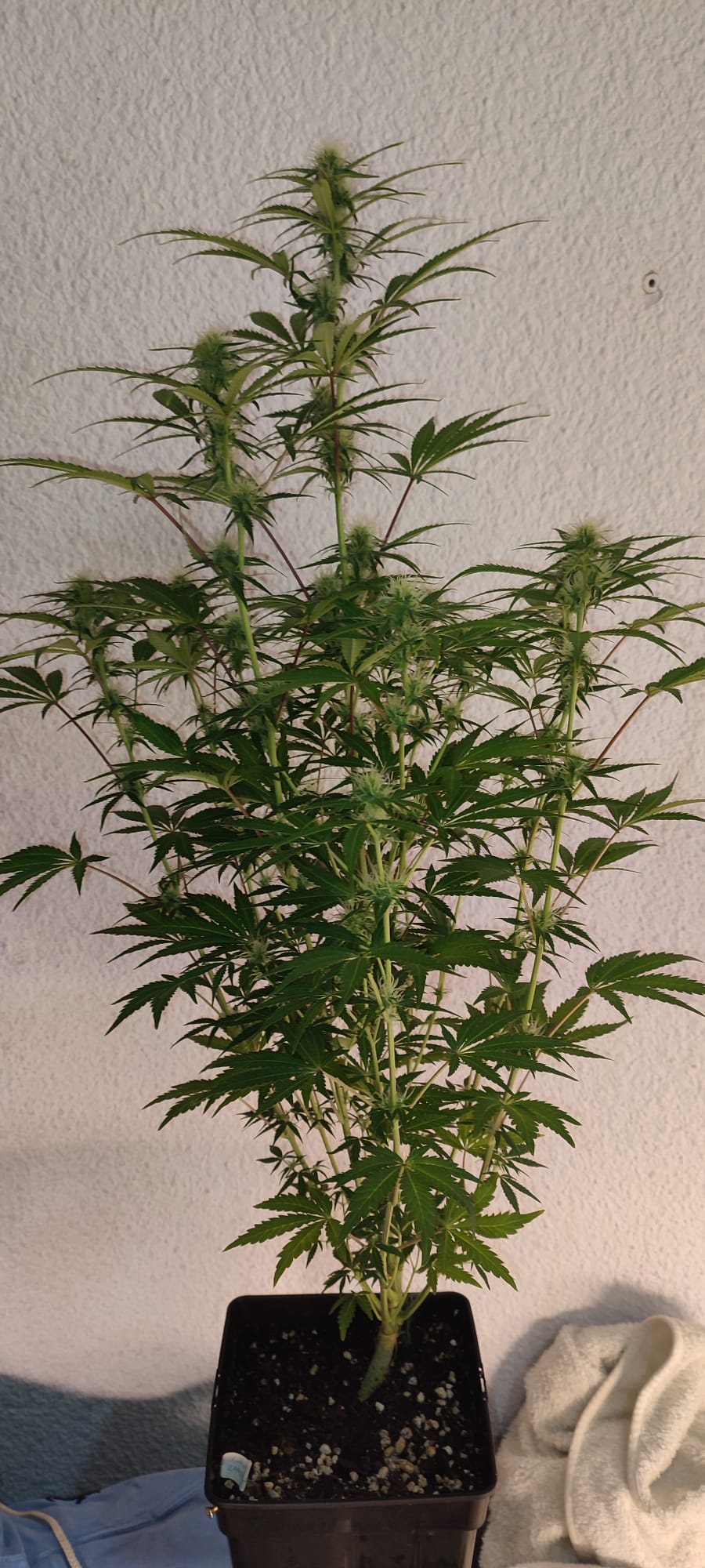 sour diesle auro zapylanuie.jpeg