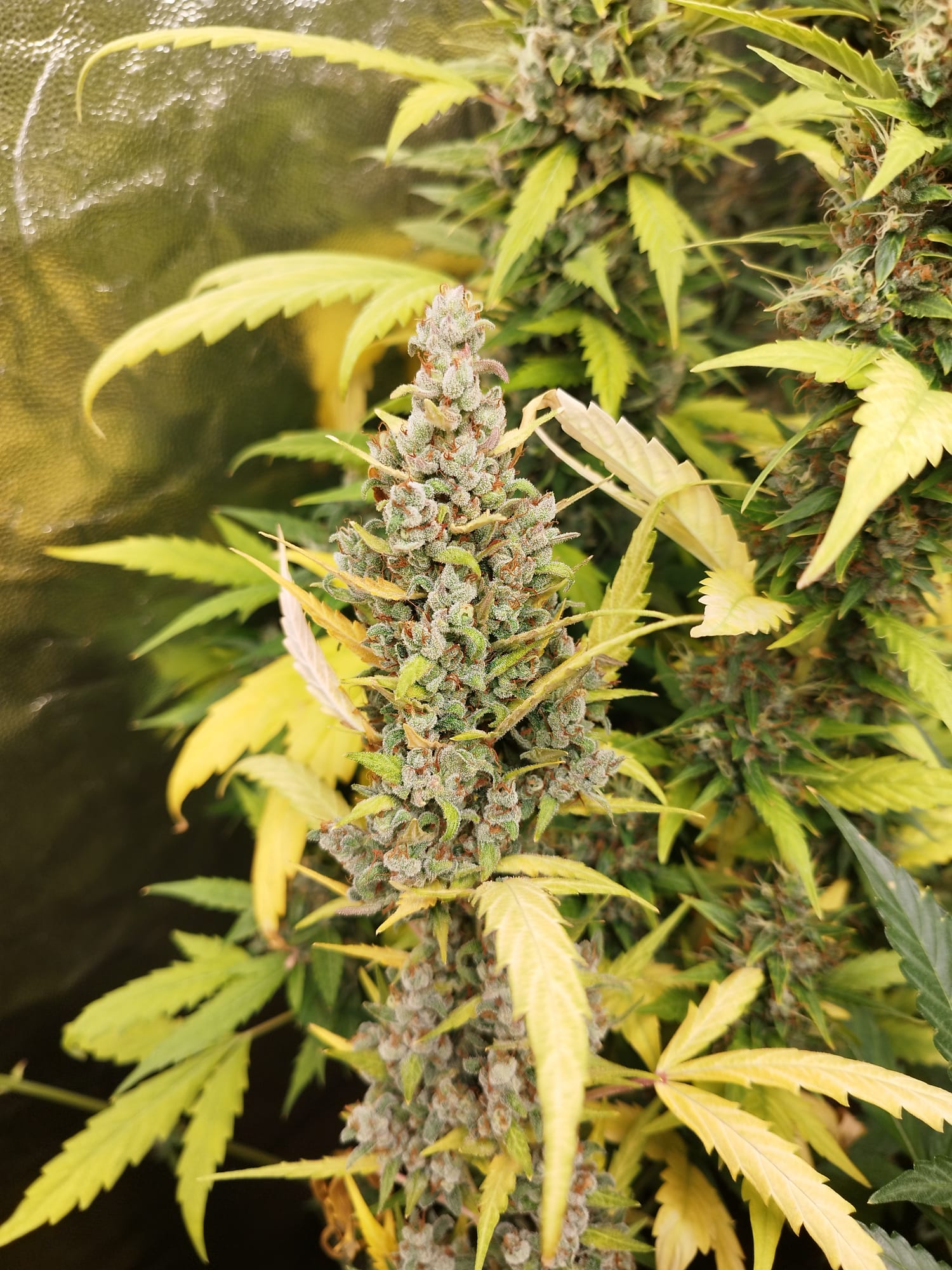 starwberry pie nesia 2.jpeg