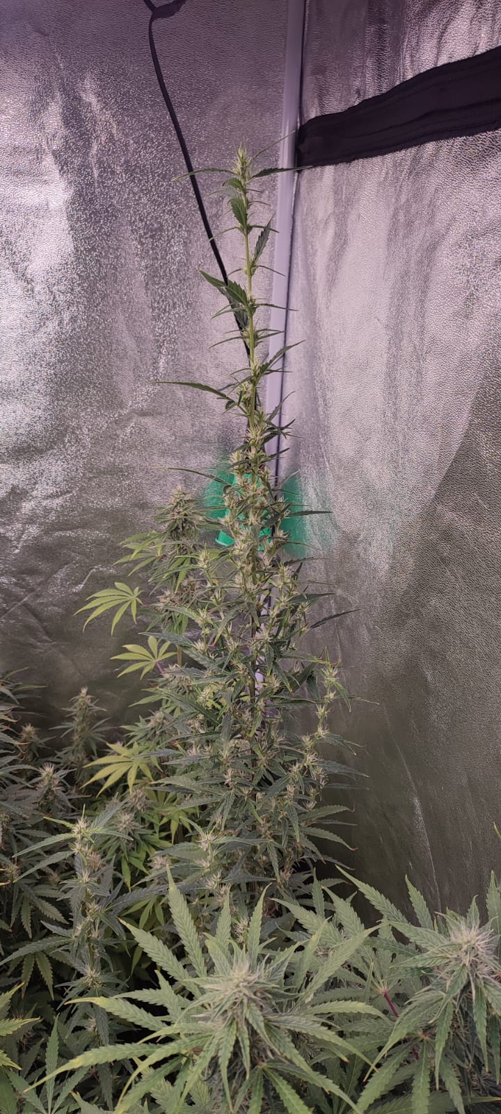 str mang haze auto 2.jpeg